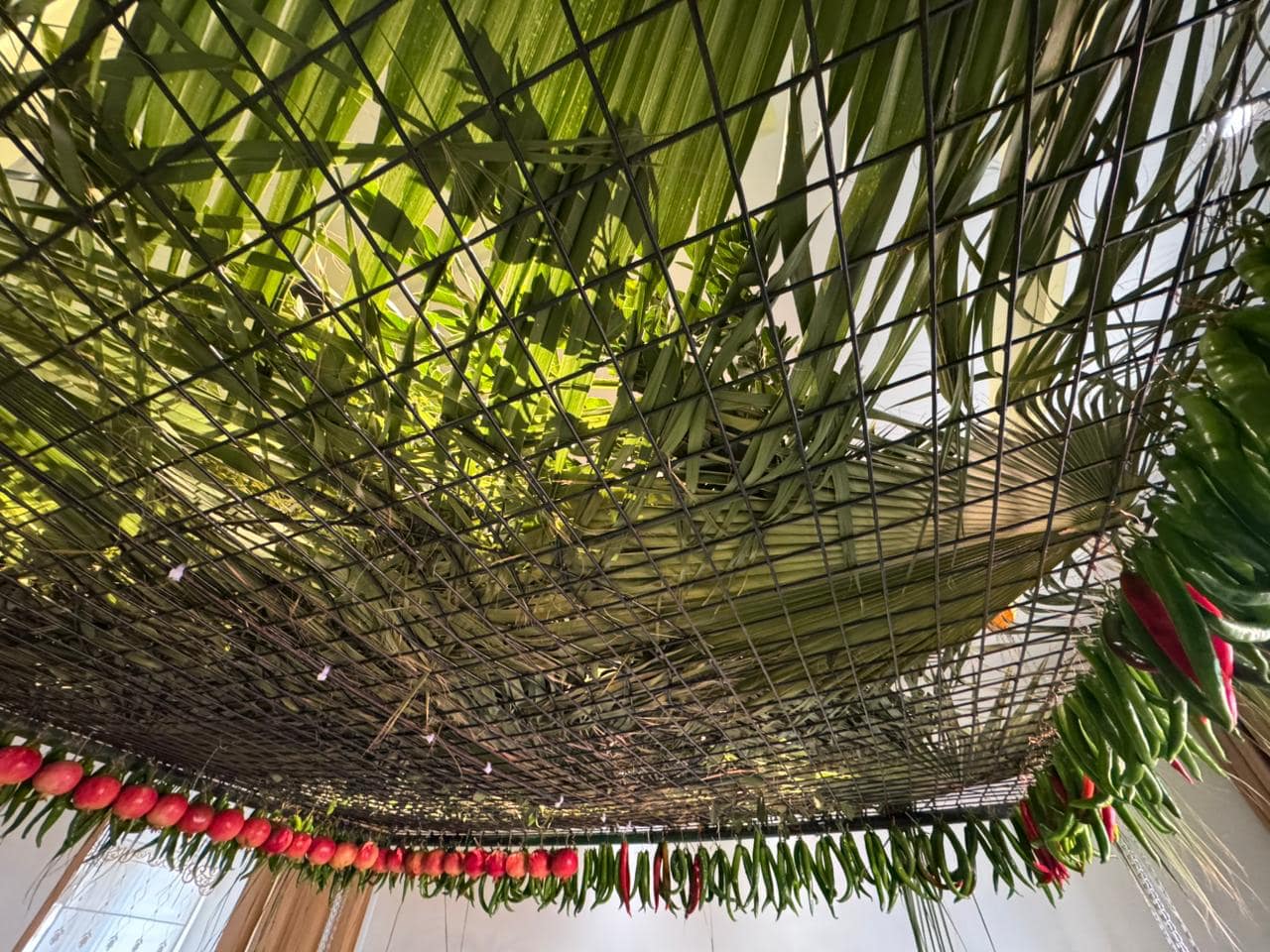 Palm fronds and bay leaves above the Samaritan sukkot