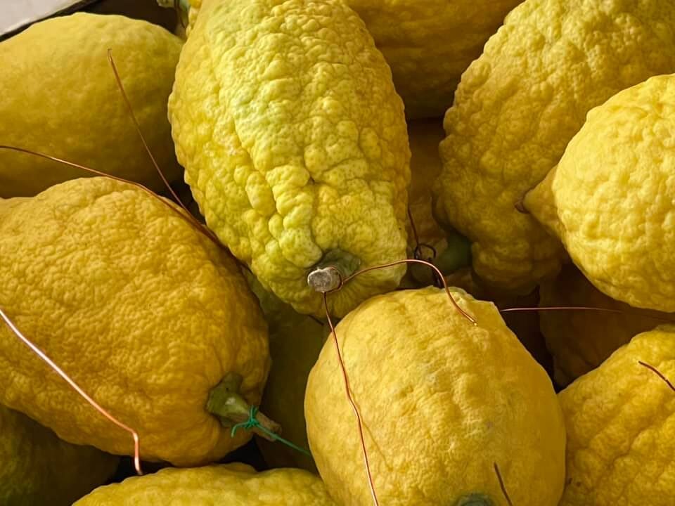 ETROG " fruits of tabernacles"